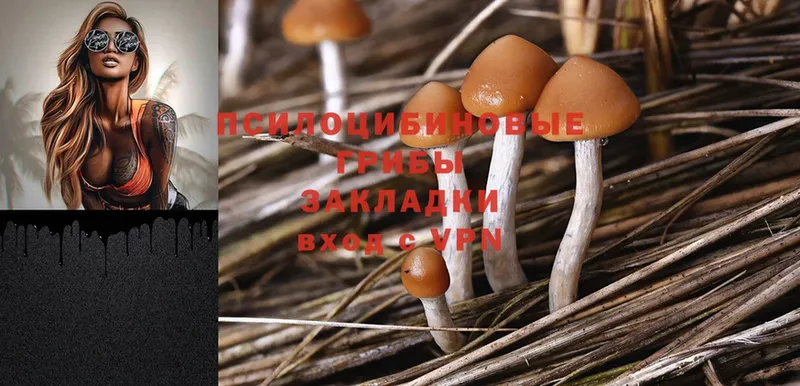 Галлюциногенные грибы Psilocybe  наркошоп  Новошахтинск 